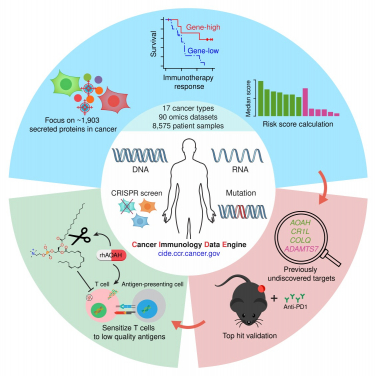 HKUMed, in collaboration with the US National Cancer Institute, has successfully developed an innovative big data platform, the CIDE, which is currently available for public access for identifying new immunotherapy regulators (https://cide.ccr.cancer.gov/).
 